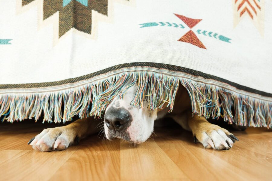 adobestock_293769621_opti_0