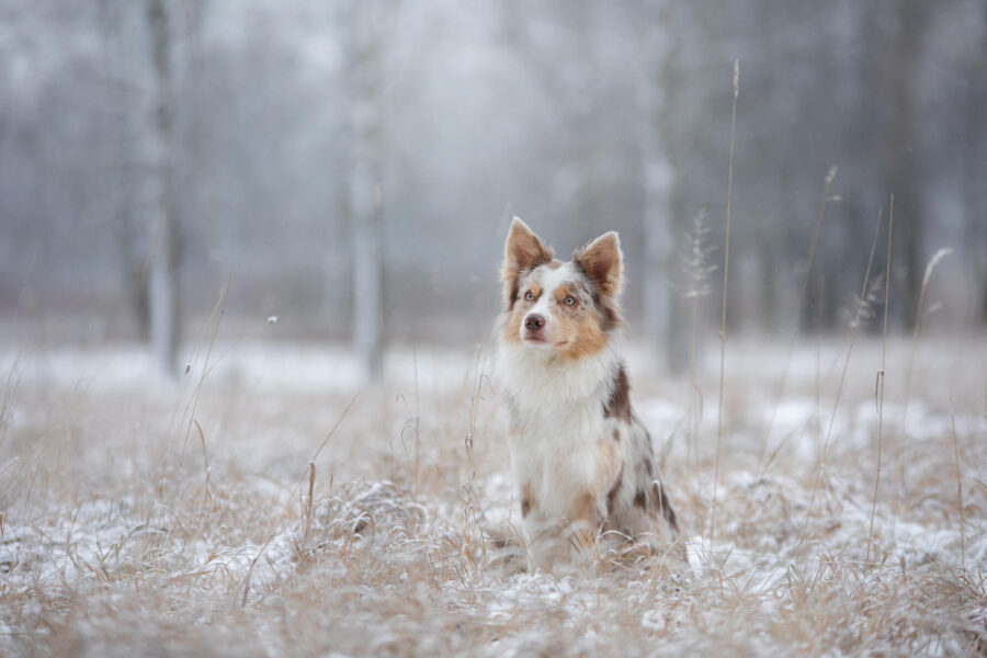 dog_winter