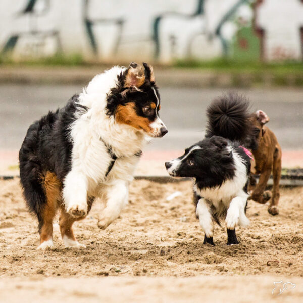 sb-content-hub-3mz5otbyr9ugqfpqjxws_koda17_tinypanda_0